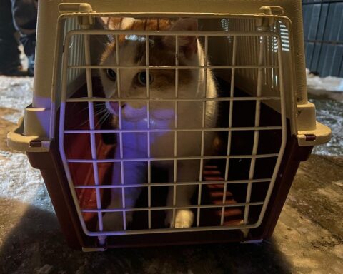 Eine Feuerwehrmann rettet eine Katze aus einem hohen Baum mit einer Drehleiter.