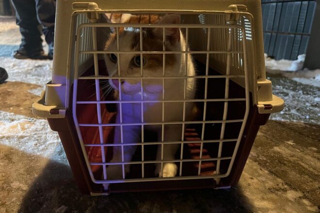 Feuerwehr rettet Katze aus 15 Metern Höhe in Celle