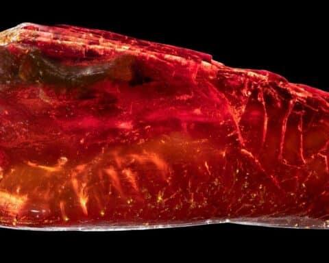 Ein Bernstein mit einer 40 Millionen Jahre alten Ameise und anderen Fossilien.