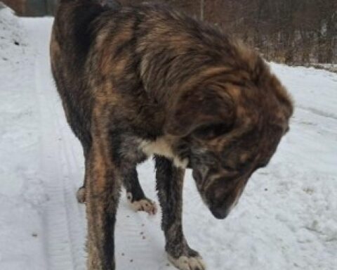 Ein ängstlicher Hund läuft gefährlich auf der Fahrbahn, Polizei sucht nach dem Besitzer.