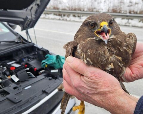 Habicht im Kühlergrill eines Autos nach Verkehrsunfall auf Autobahn 20 bei Badendorf.