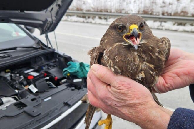 Greifvogel überlebt Unfall auf der A 20 bei Badendorf