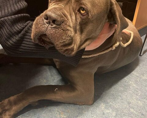 Ein geretteter Hund auf dem Standstreifen der Autobahn A6 in winterlichen Bedingungen.