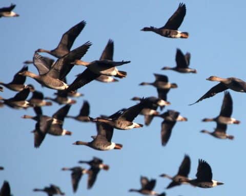 Blässgänse am Altmühlsee mit Jagdhinweisen zur Populationseindämmung und Wasserqualitätsverbesserung.