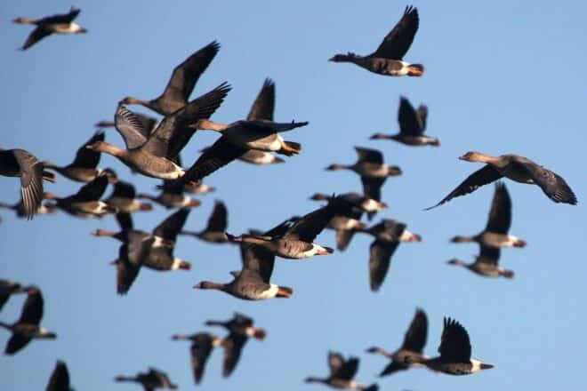Neues Jagdrecht soll Gänseproblematik am Altmühlsee eindämmen