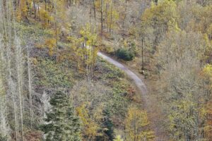 Niedersachsen bereitet Wolfsmanagementplan vor Waldweg in Niedersachsen, Symbol für den Dialog über Wolfsschutz und Weidetierhaltung.