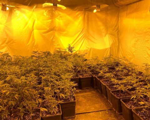 Professionelle Cannabisplantage entdeckt, 6.000 Pflanzen gesichert, Verdächtiger festgenommen in Ahaus.