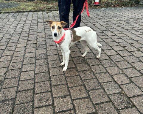 Eine Hündin wird von Polizisten in Oppenheim eingefangen und gesichert.