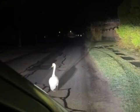 Ein Schwan wird von Polizisten nachts sicher in die Ruhe geleitet.