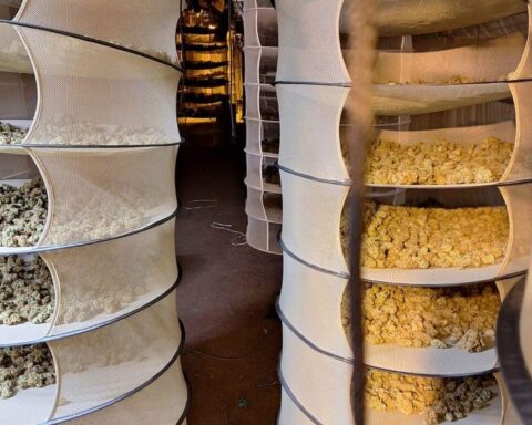 Illegale Cannabis-Plantage mit Ermittlern, beschlagnahmten Pflanzen und Einsatzkräften im Einsatz.