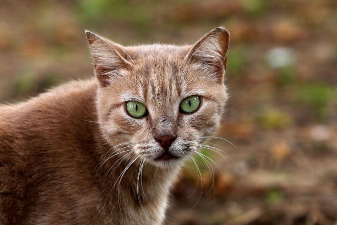 Sachsen bewilligt zwei Millionen Euro für Tierheime
