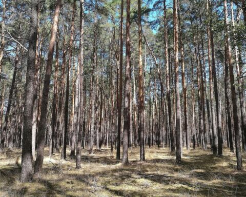 Munitionsbelasteter Wald mit Sicherheitsrisiken für Bevölkerung und Einsatzkräfte, symbolisiert durch Feuerwehr.
