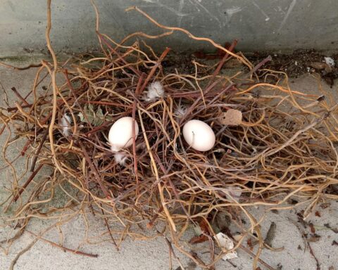 Ein Taubennest, Symbol für bedrohte Vogelarten und dringenden Artenschutz.