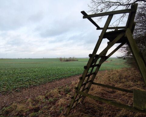 Jägersitz im Wald, Symbol für Diskussion um Wolfsjagd und Artenschutz.