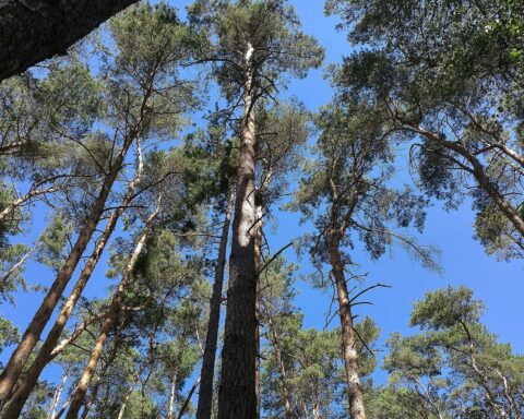 Waldlandschaft mit Baumschulen, die die Veränderung der Flächen in Niedersachsen symbolisiert.