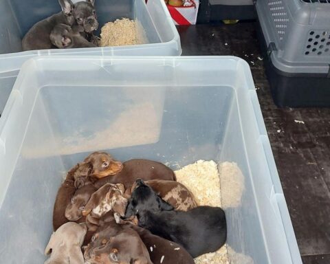 Transporter mit ungesicherten Hundewelpen, Polizei stoppte illegale Einfuhr an Grenze.