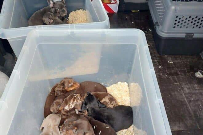 Bundespolizei stoppt Transporter mit 13 Hunden an Grenze bei Görlitz