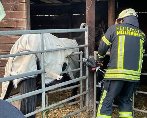 Eingeklemmtes Pferd wird von Feuerwehr mit hydraulischem Gerät gerettet; Tierärztin assistiert.
