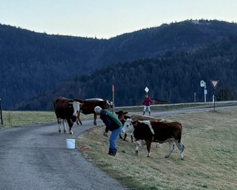 Fünf Kühe werden von Polizei und Anwohner auf Weide zurückgebracht, Zusammenarbeit betont.
