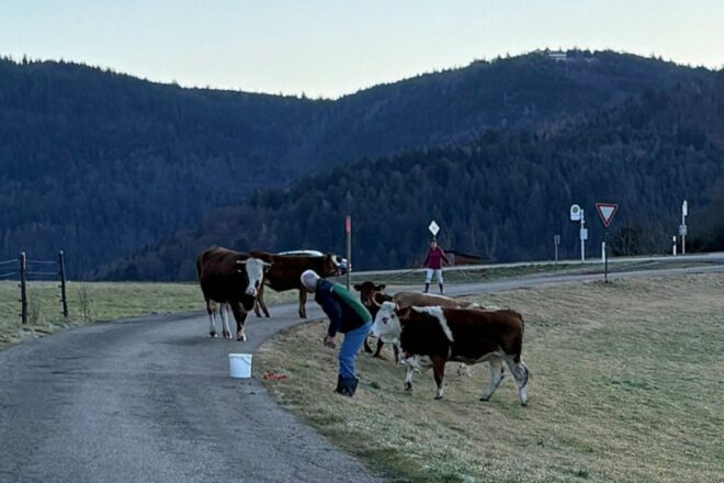 Freilaufende Kühe sorgen für Polizeieinsatz in Bühlertal und Schutterwald