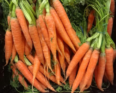 Anbau von Möhren und anderem Gemüse, inkl. Statistiken zur Ernte 2025 in Deutschland.