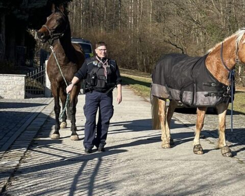 Polizistin fängt entlaufenes Pferd, Verkehrsstörungen durch flüchtende Tiere auf Autobahn und Bahnlinien.
