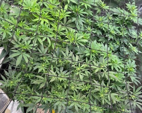 Polizei durchsucht Wohnung, findet Cannabisplantage und Waffen in Hagen-Mitte.