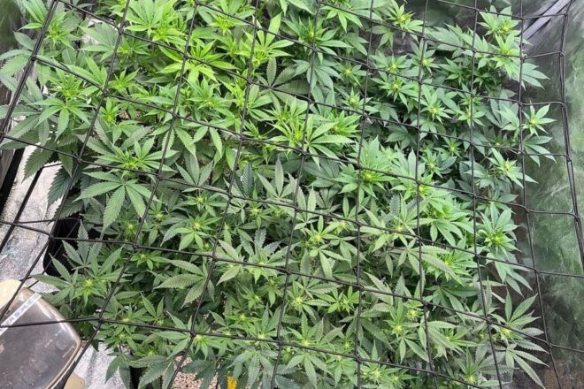 Polizei entdeckt Cannabisplantage und Waffen in Hagener Wohnung