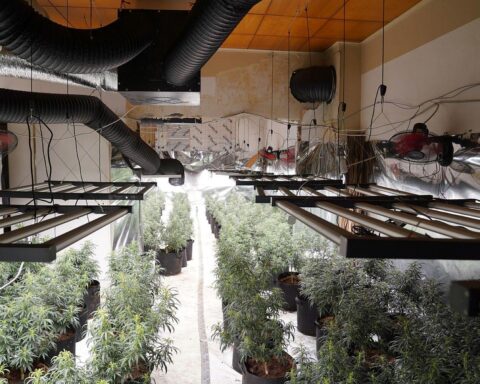 Cannabisplantage im Mehrfamilienhaus, Polizei sichert Pflanzen und Technik, Verdächtige festgenommen.