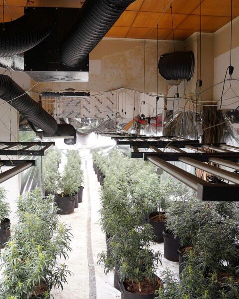 Cannabisplantage im Mehrfamilienhaus, Polizei sichert Pflanzen und Technik, Verdächtige festgenommen.