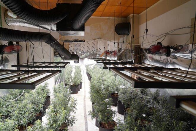 Polizei entdeckt große Cannabisplantage in Gelsenkirchen