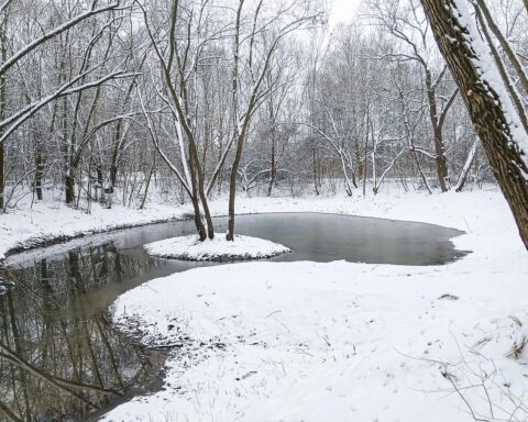 Renaturiertes Gewässer mit Teichen und Uferbewuchs, idealer Lebensraum für Amphibien und Insekten.