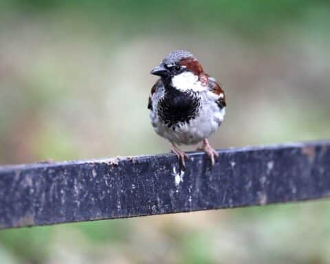 Haussperling im urbanen Umfeld, symbolisch für die Vogelgrippegefahr in Berlin.