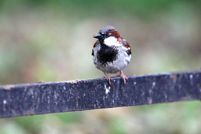 Vogelgrippe breitet sich in Berliner Wildvogelpopulation aus
