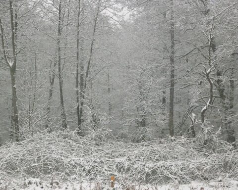 Trüber Winterwald mit Nebel, kalten Temperaturen und vereinzelt leichtem Schneefall.