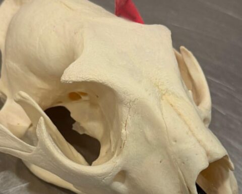 Leoparden-Schädel und beschlagnahmte Fleischprodukte vom Flughafen Hannover. Artenschutzverletzung.