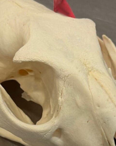 Leoparden-Schädel und beschlagnahmte Fleischprodukte vom Flughafen Hannover. Artenschutzverletzung.