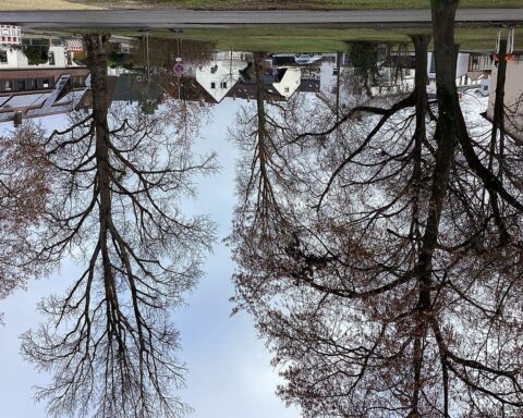 Zwei große Pappeln, Sicherheitsfällung, Passantenbereich, Stadt Neu-Ulm, abgestorbene Äste.