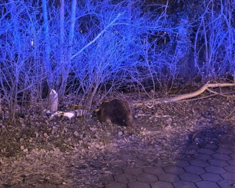 Biber verursacht Verkehrsunfall durch angenagten Baum auf der Straße in Geesthacht.