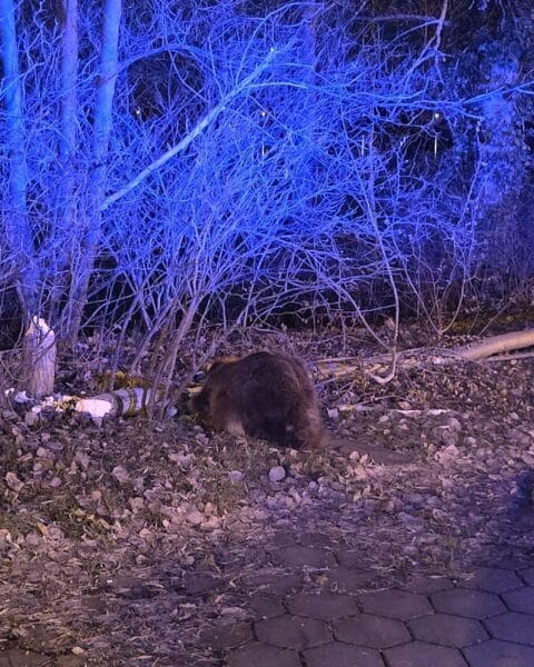 Biber verursacht Verkehrsunfall durch angenagten Baum auf der Straße in Geesthacht.