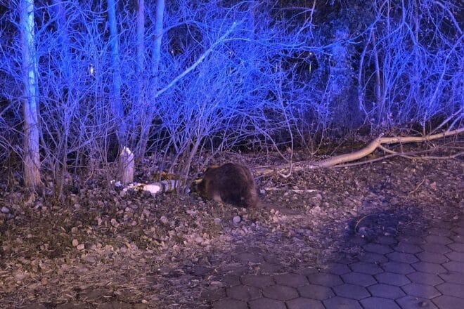 Biber lässt Baum auf Fahrbahn fallen und verursacht Unfall in Geesthacht