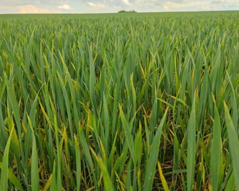 Winterweizenfeld in Brandenburg, symbolisiert die Herausforderungen in der Landwirtschaft und Pflanzenschutzmittelverfügbarkeit.