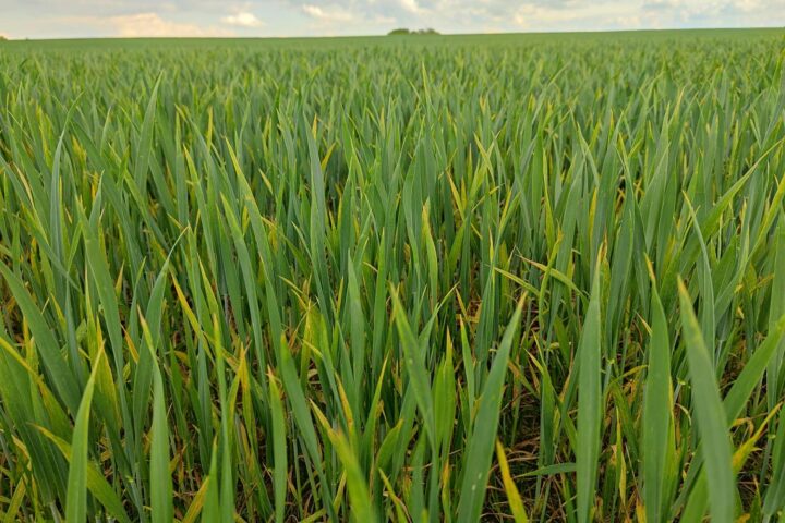 Winterweizenfeld in Brandenburg, symbolisiert die Herausforderungen in der Landwirtschaft und Pflanzenschutzmittelverfügbarkeit.