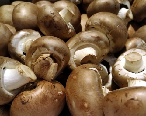 Vielfältige Speisepilze, darunter Champignons, auf einem Holzbrett arrangiert, für Gaumenfreuden.