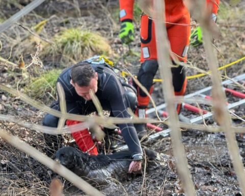 Feuerwehr rettet Labrador-Hündin aus moorigem Gelände in Stuttgart-Botnang.