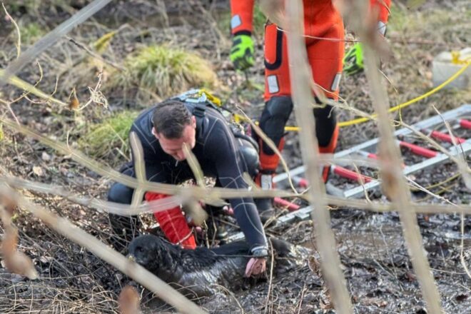 Feuerwehr rettet Labrador-Hündin aus Moor in Stuttgart-Botnang