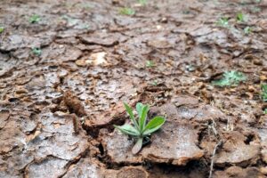 Trockenes Feld mit ausgedörrtem Boden, symbolisiert Klimawandel und bevorstehendes El-Nino-Phänomen.