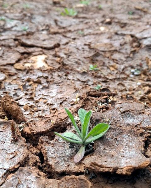 Trockenes Feld mit ausgedörrtem Boden, symbolisiert Klimawandel und bevorstehendes El-Nino-Phänomen.