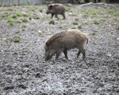 Wildschwein im Wald, Symbol für die Aufhebung der ASP-Sperrzone in Sachsen.
