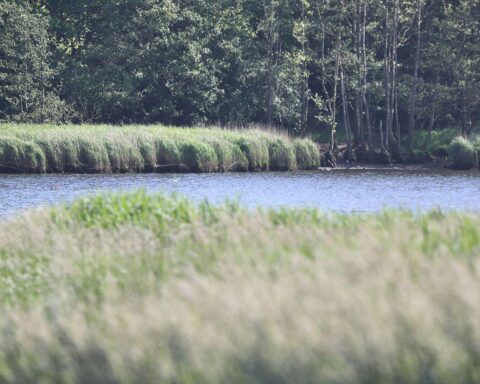 Salzwiesen an der Ostseeküste, symbolisieren Aufforstung und ökologische Strategien für nachhaltige Entwicklung.